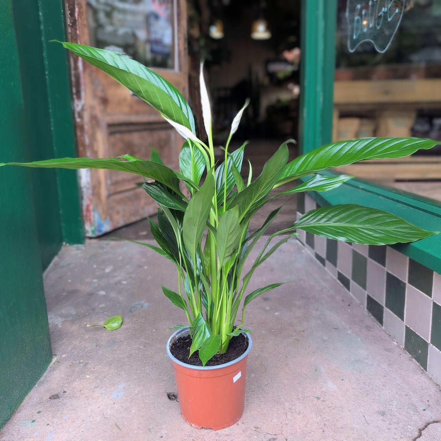 Spathiphyllum 'Pearl Cupido'- Peace lily