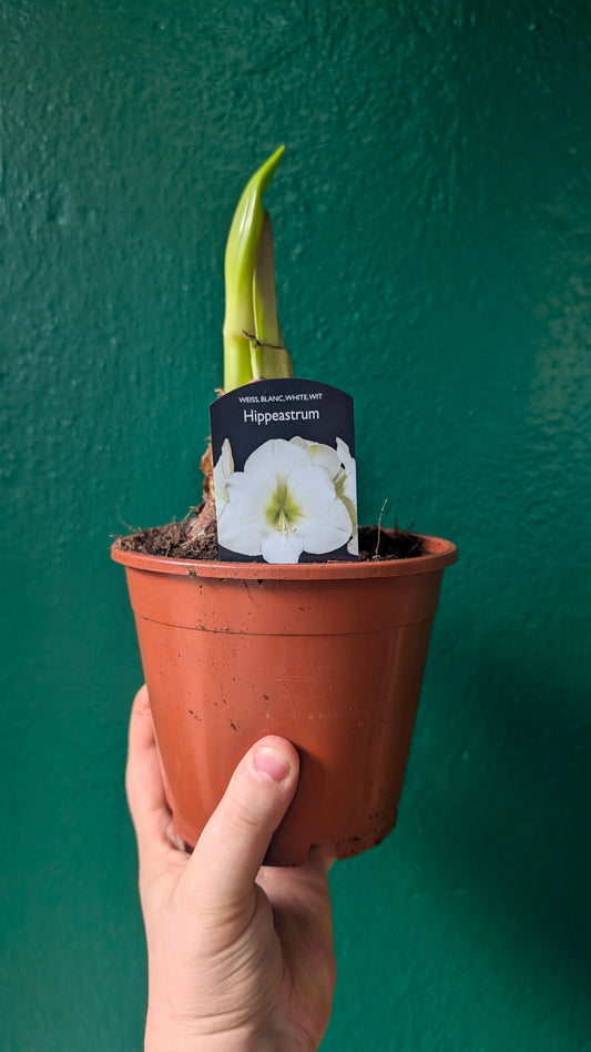 Hippeastrum (Amaryllis bulbs)