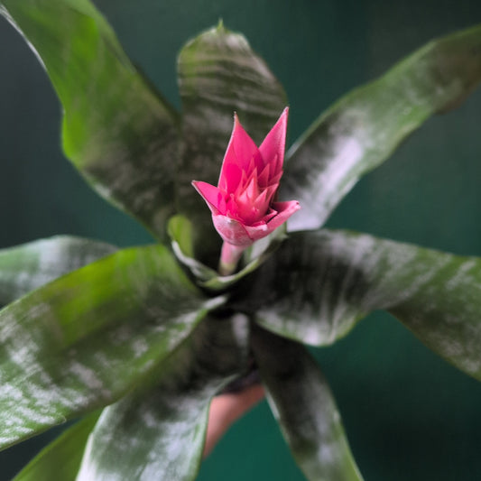 Aechmea fasciata 'Primera' (Urn Plant)