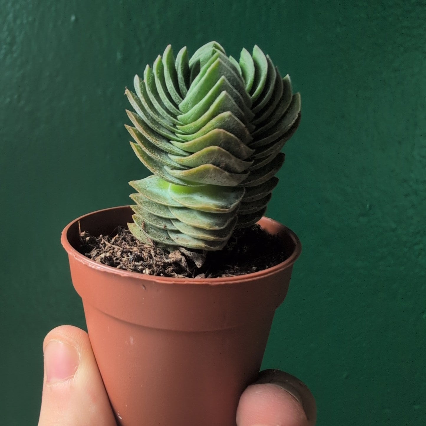 Crassula 'Buddhas Temple' (Pagoda Plant)