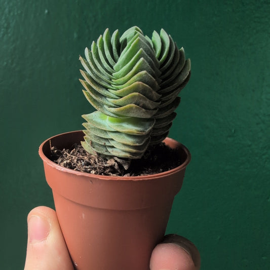 Crassula 'Buddhas Temple' (Pagoda Plant)