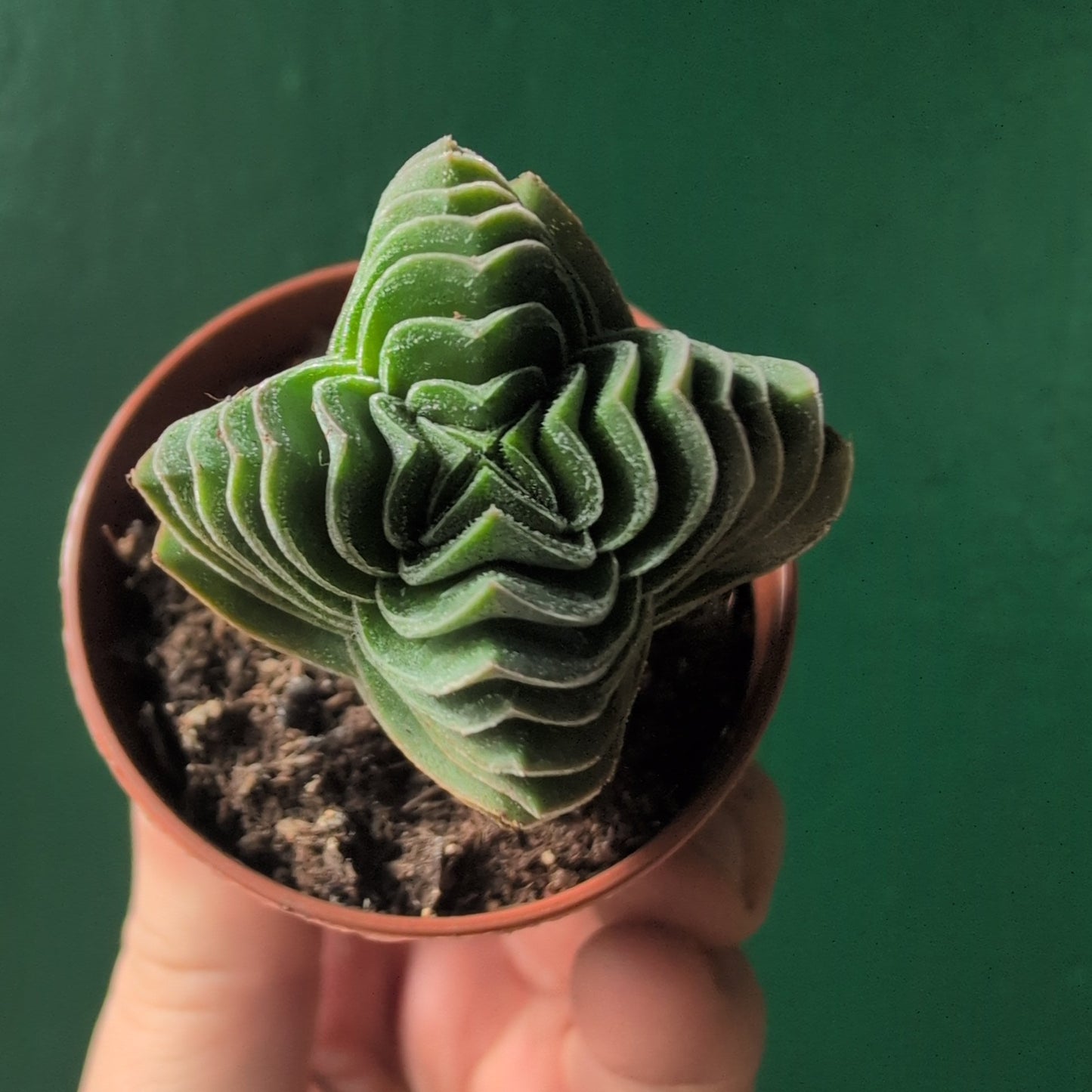 Crassula 'Buddhas Temple' (Pagoda Plant)