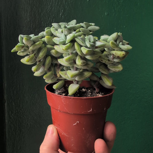 Crassula perforata (String of Buttons)
