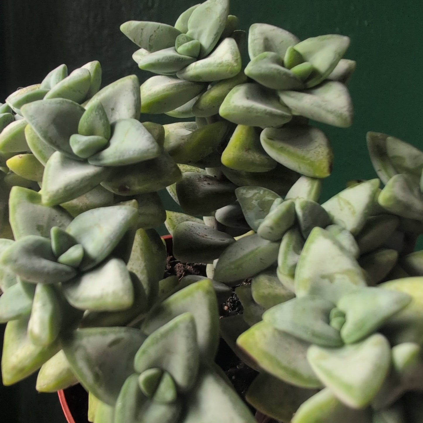 Crassula perforata (String of Buttons)