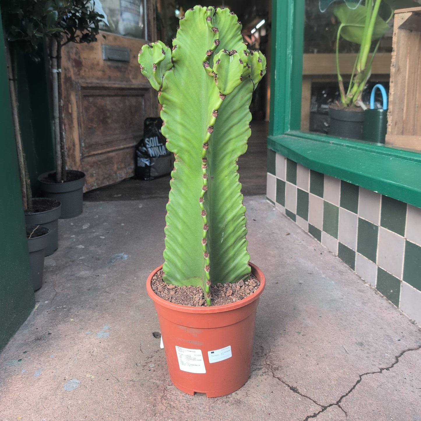 Euphorbia ingens 'Canarias' (large desert/cowboy cactus)