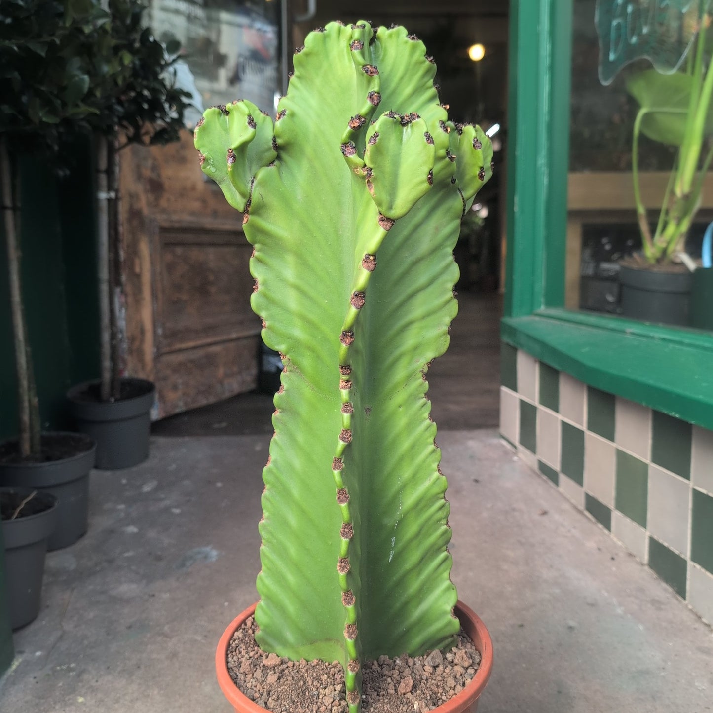 Euphorbia ingens 'Canarias' (large desert/cowboy cactus)