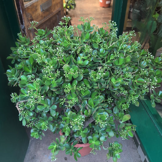 Crassula ovata (Jade plant/Succulent)