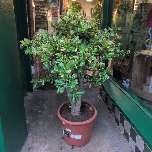 Crassula ovata 'Sunset' (Jade Plant)