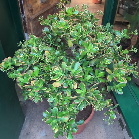 Crassula ovata 'Sunset' (Jade Plant)