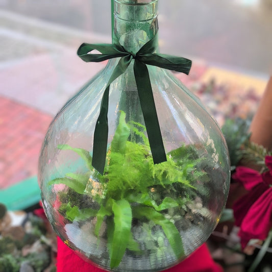 Extra large carboy terrarium