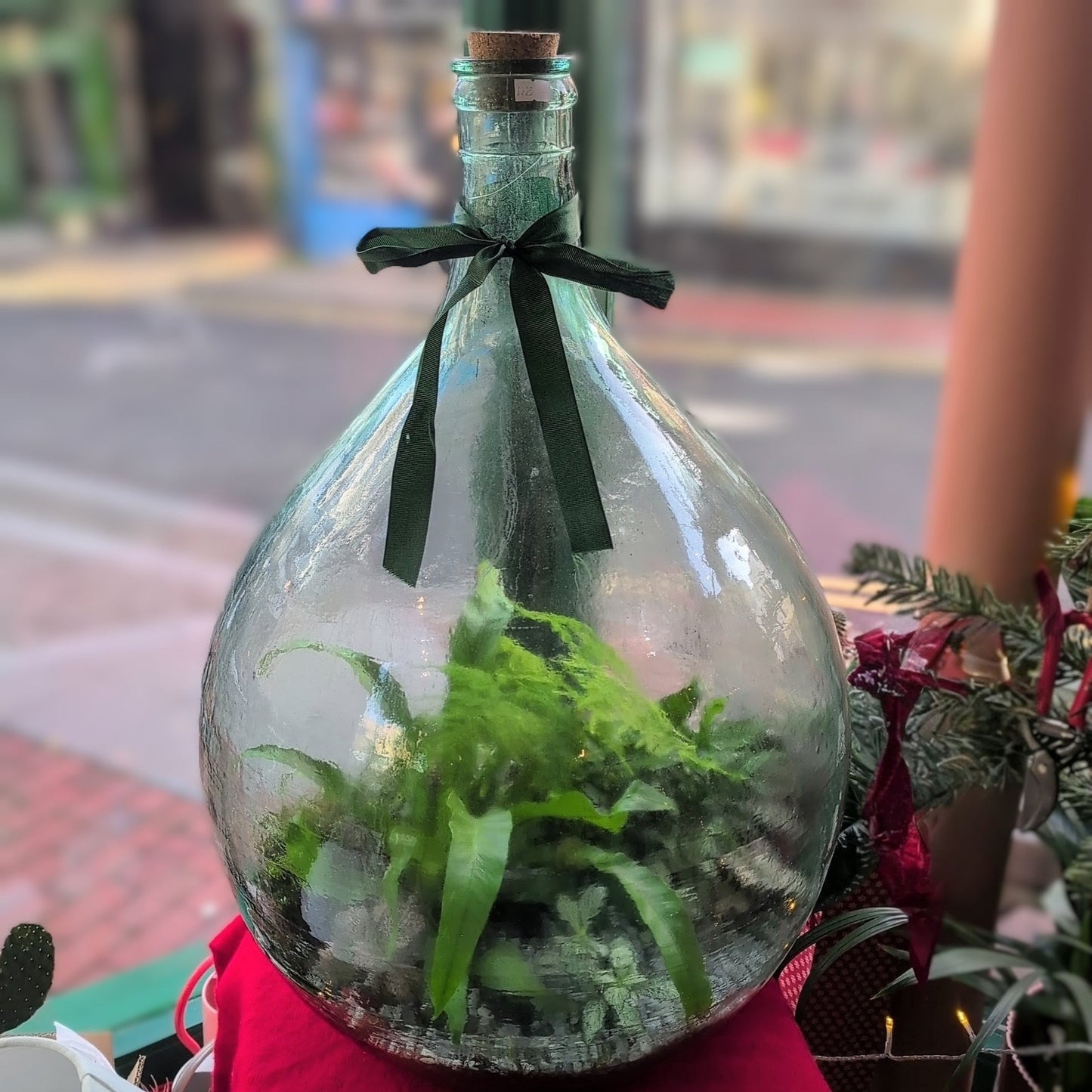 Extra large carboy terrarium