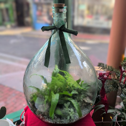 Extra large carboy terrarium