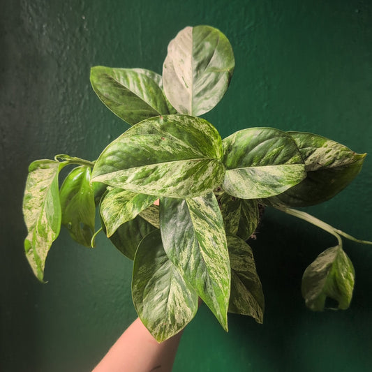 Epipremnum pinnatum 'Marble King' (Pothos/ Devils Ivy)