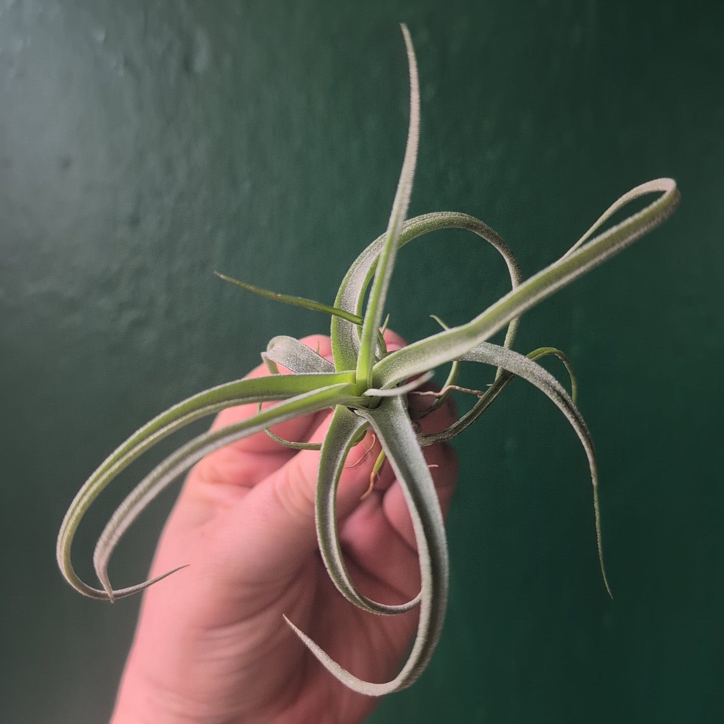 Tillandsia 'Curly Slim' (Air Plant)