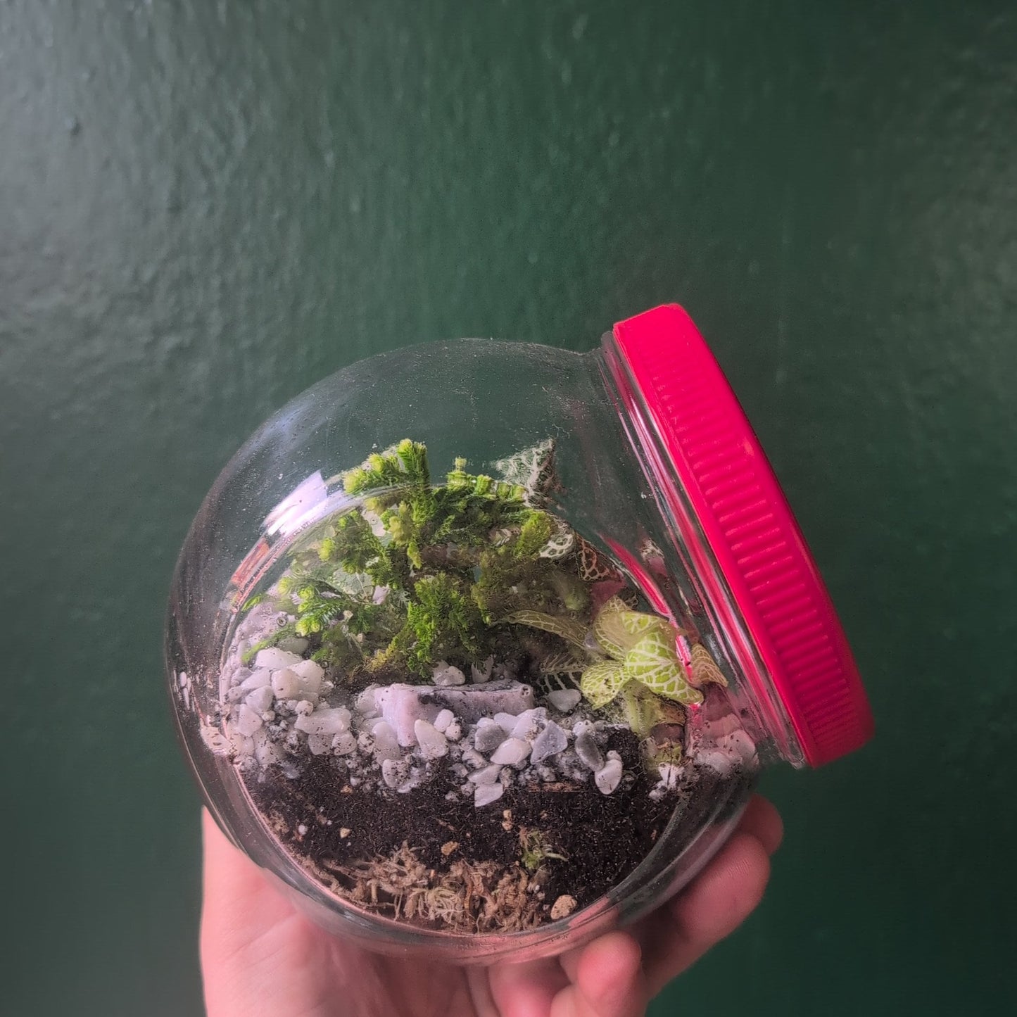 Vintage Sweet Jar Terrariums