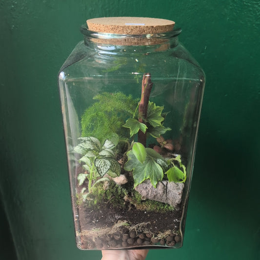 Cuboid shaped Terrarium with Cork Lid