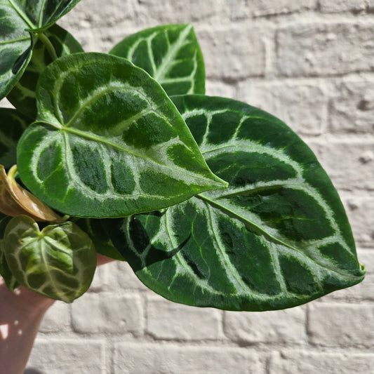Anthurium crystallinum 'Silver Blush' (Crystal Anthurium)