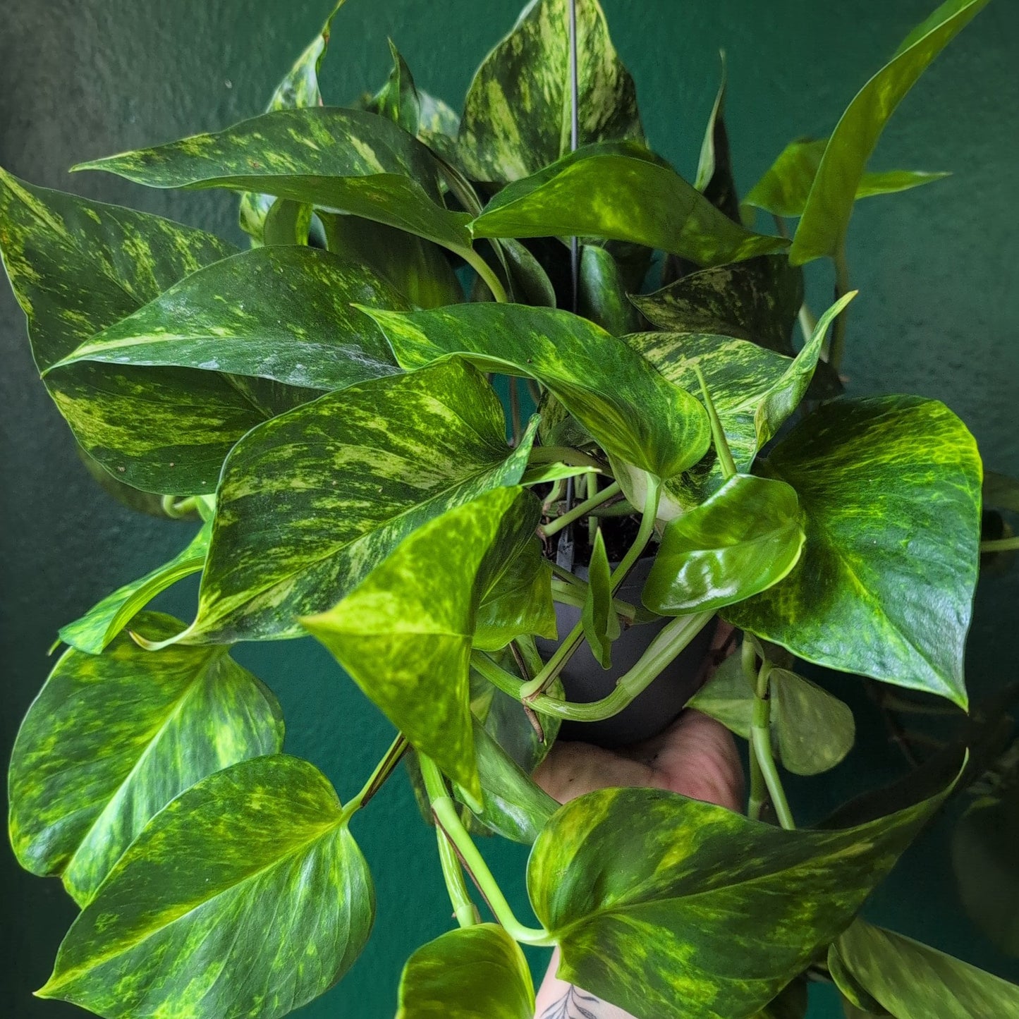 Epipremnum aureum 'Hi-Colour' (Pothos/Devils Ivy)
