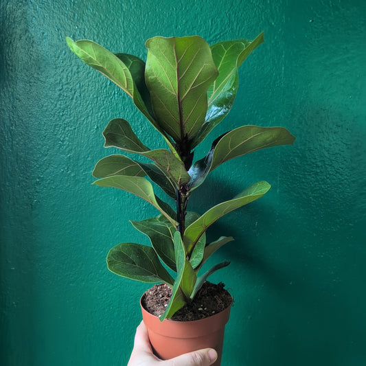 Ficus lyrata 'Bambino' (Fiddle leaf fig)