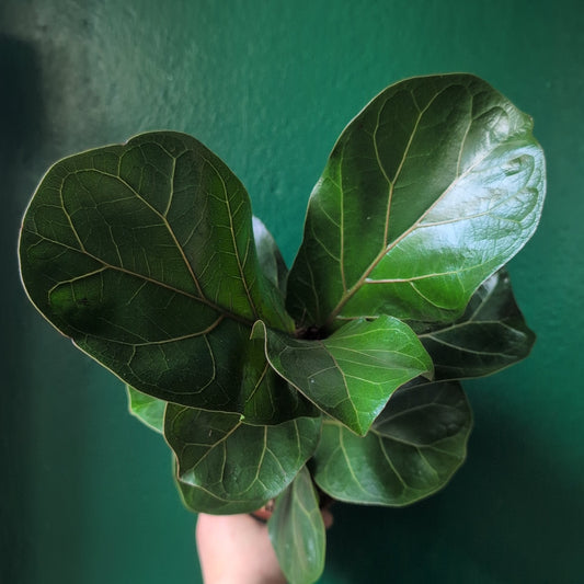 Ficus lyrata 'Bambino' (Fiddle leaf fig)