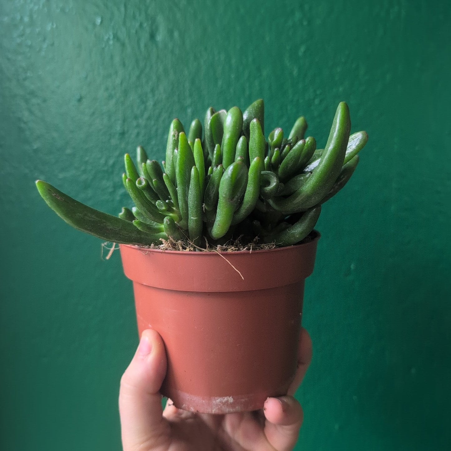 Crassula ovata 'Hobbit' (Ogre ear/ Jade plant / Succulent)