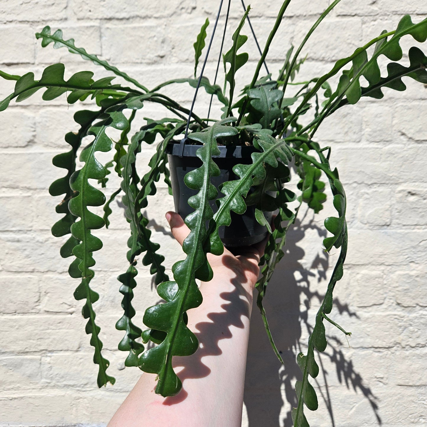 Disocactus anguliger (Fishbone Cactus)