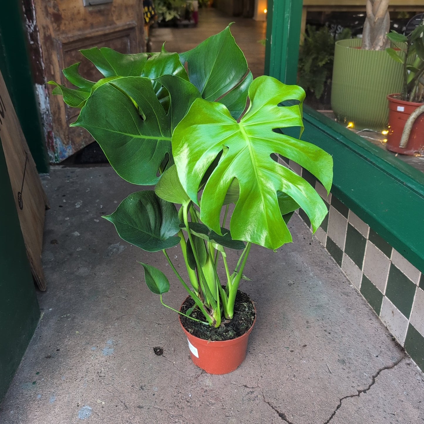 Monstera Deliciosa (Cheese Plant / Swiss Cheese Plant) - Various Sizes