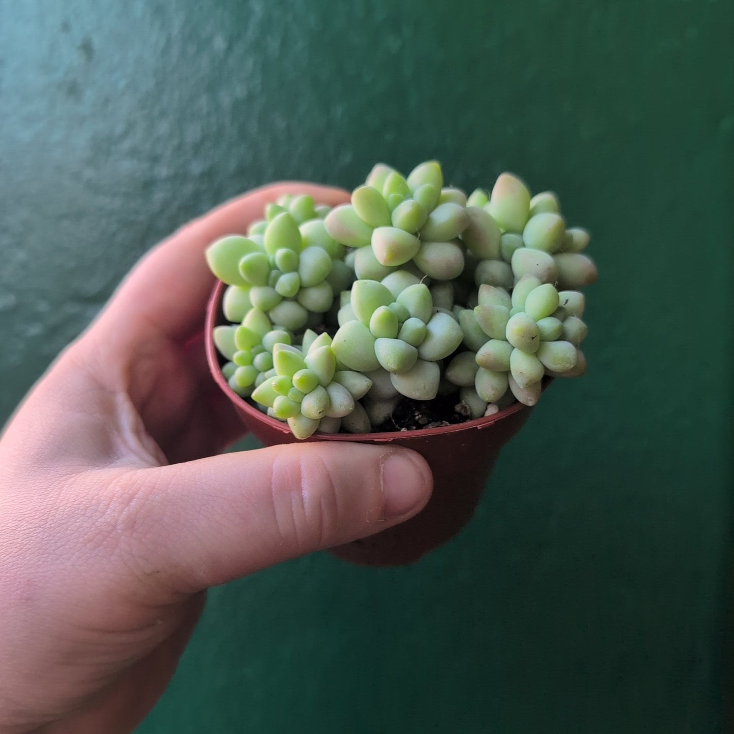 Sedum morganianum 'Burrito' (Burros Tail / Donkey Tail) Various sizes