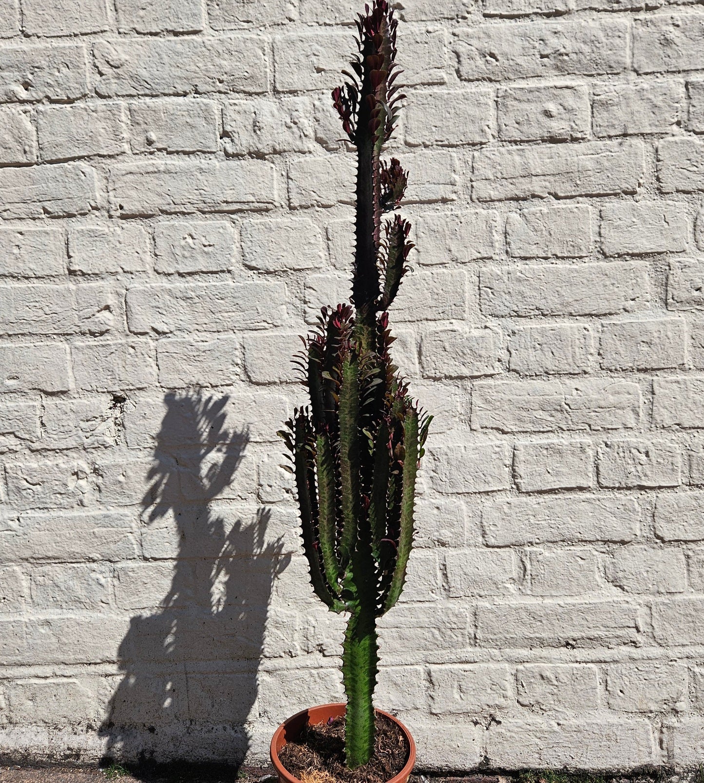 Euphorbia trigona 'Rubra' (African Milk Tree)