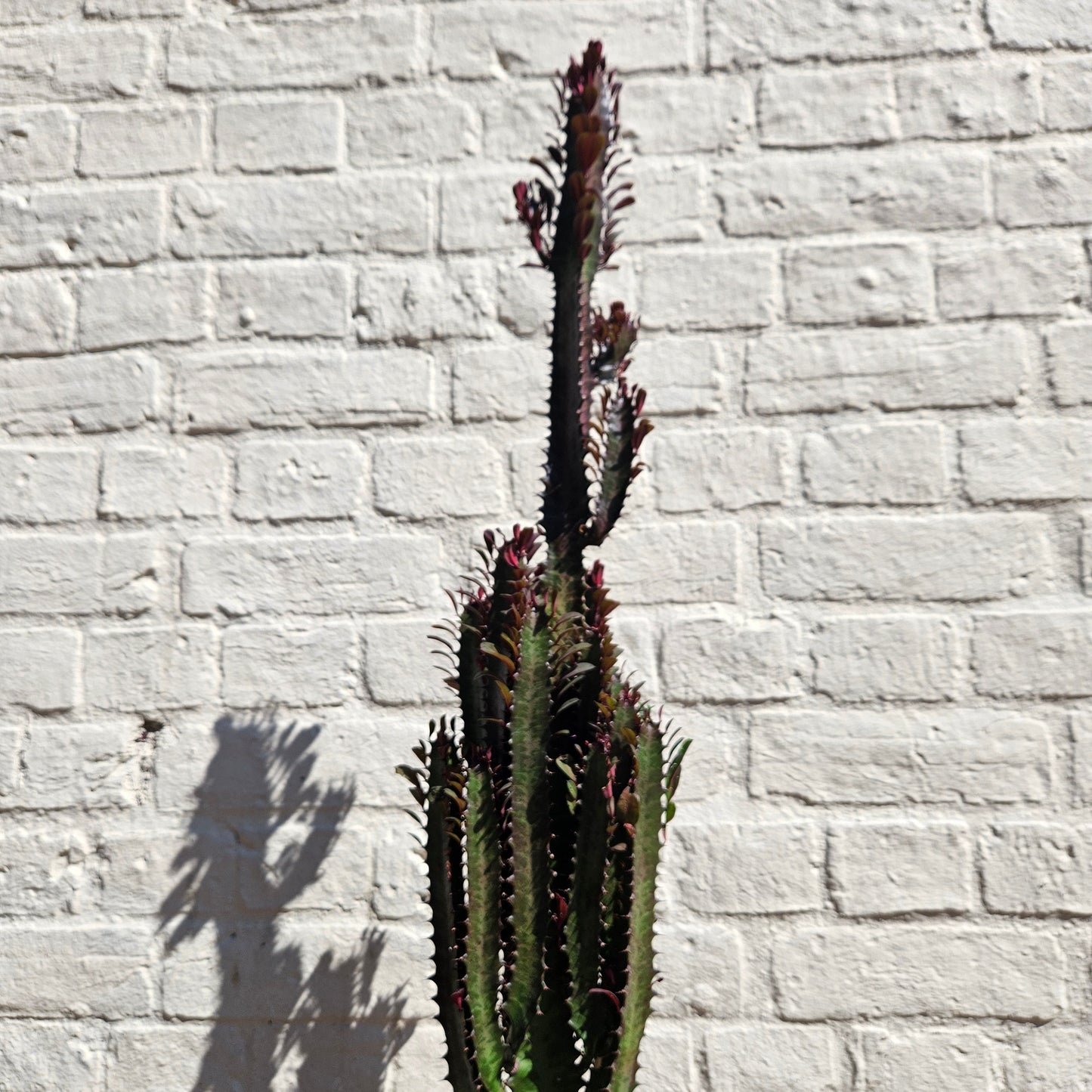 Euphorbia trigona 'Rubra' (African Milk Tree)
