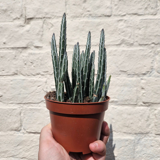Senecio stapeliiformis (Candlestick plant)