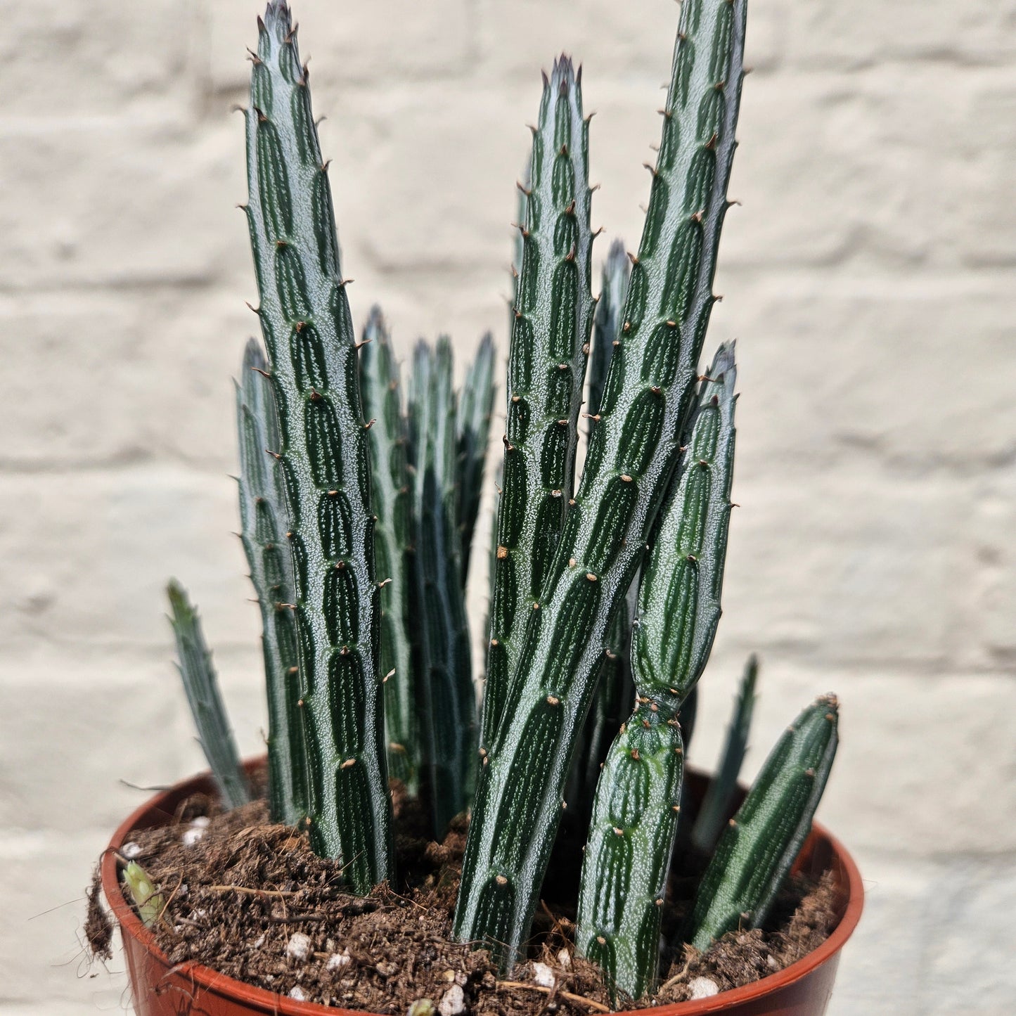 Senecio stapeliiformis (Candlestick plant)