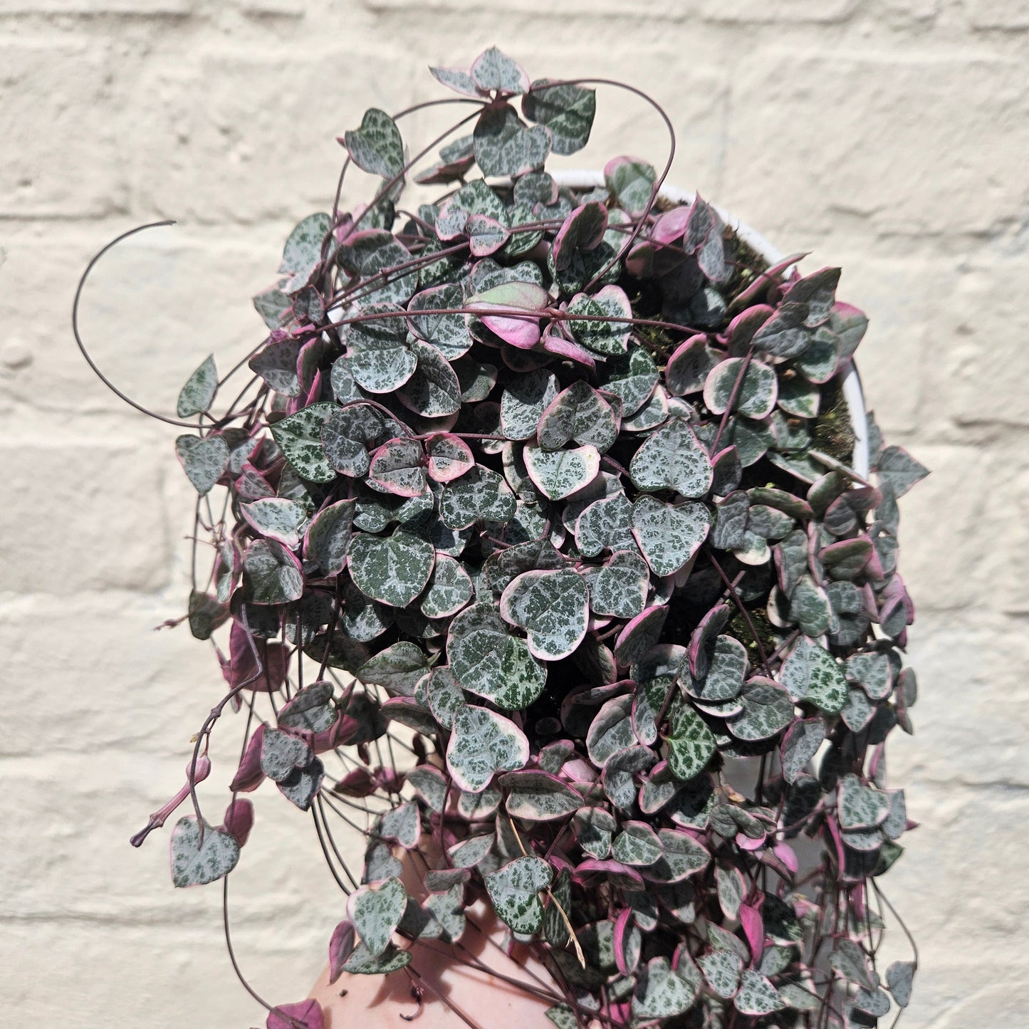 Ceropegia woodii 'Variegata' (String of Hearts)