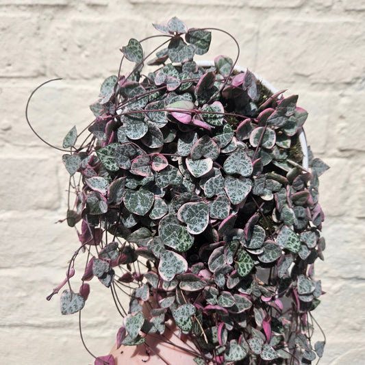 Ceropegia woodii 'Variegata' (String of Hearts)