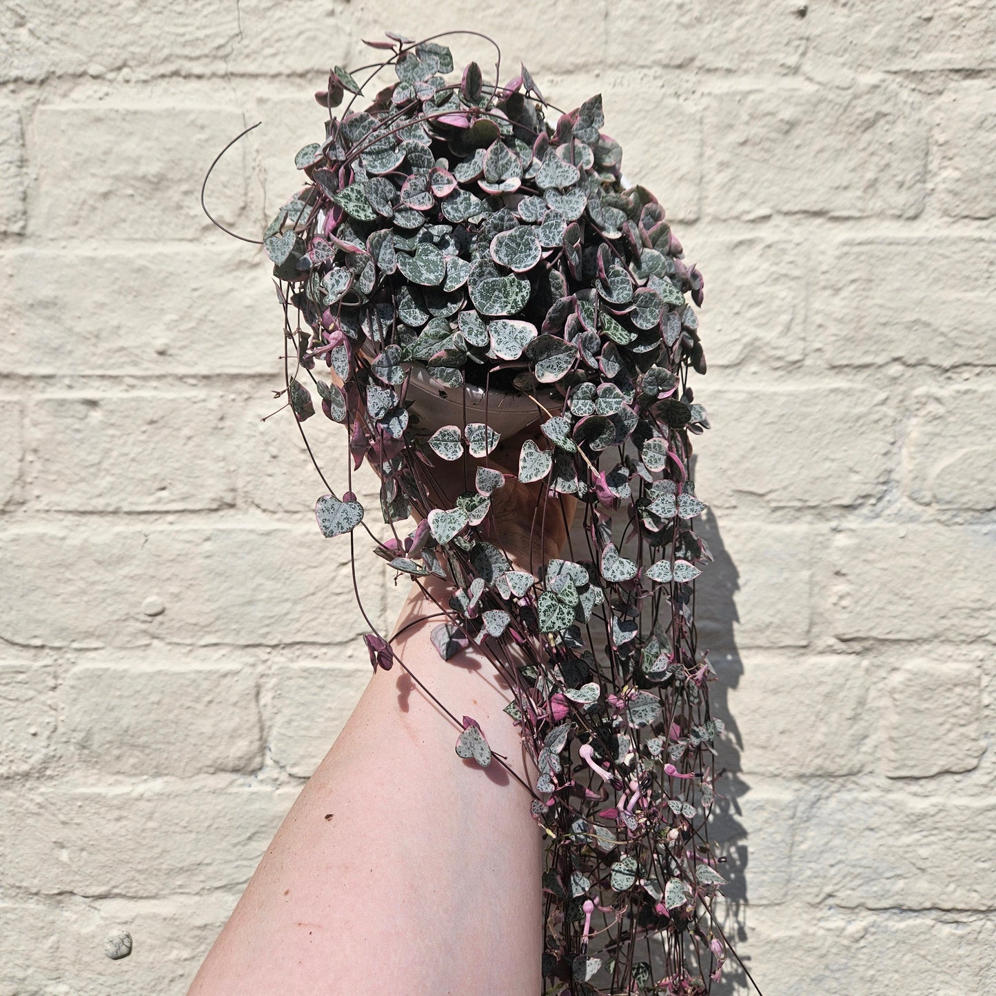 Ceropegia woodii 'Variegata' (String of Hearts)