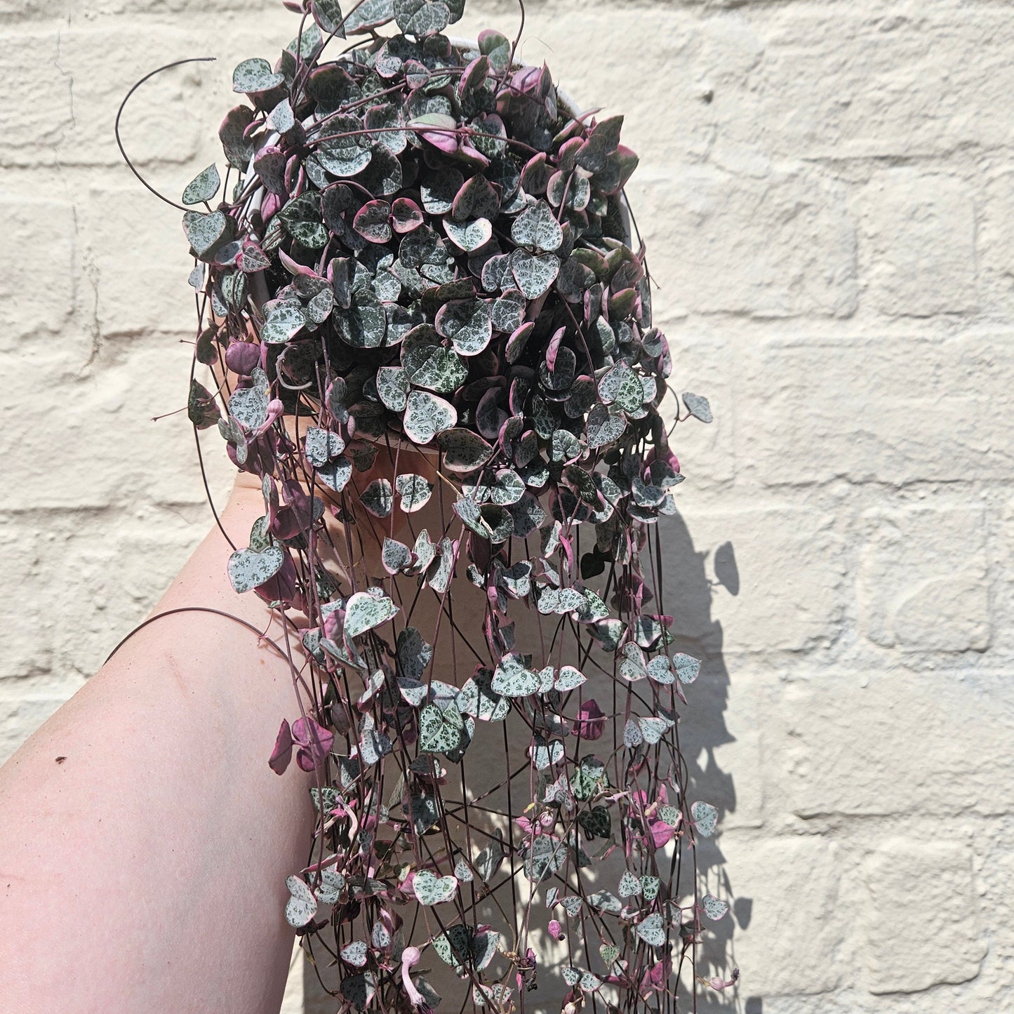 Ceropegia woodii 'Variegata' (String of Hearts)