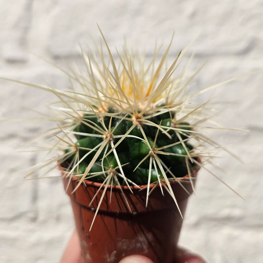 Echinocactus grusonii 'Golden Barrel Cactus'