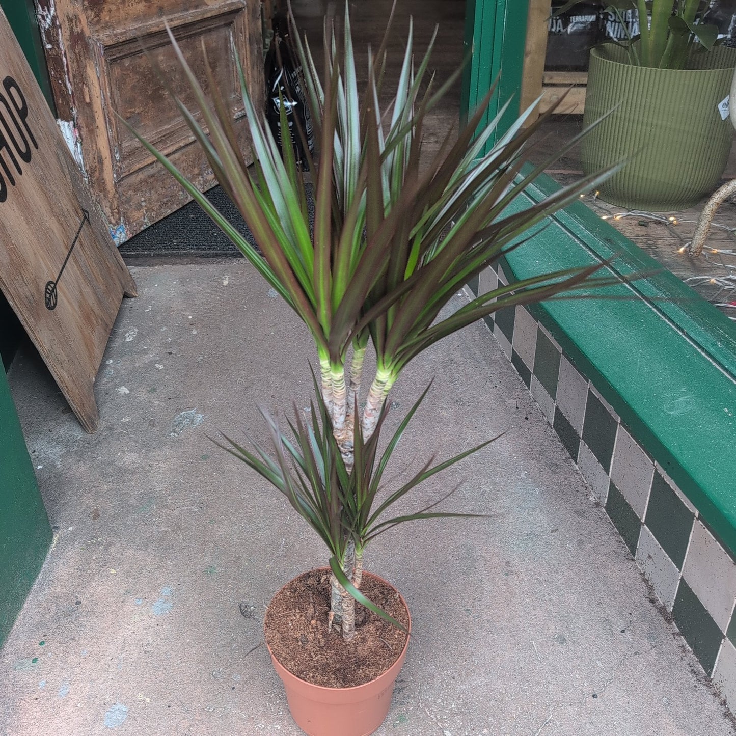 Dracaena Marginata (Dragon Tree)
