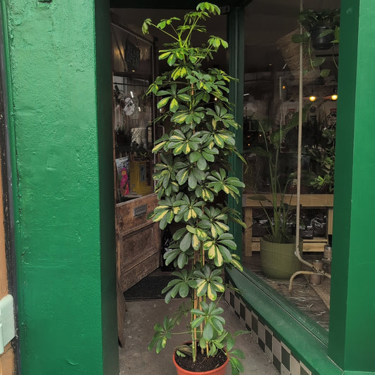 Schefflera arboricola 'Gold Capella' (Umbrella Plant)