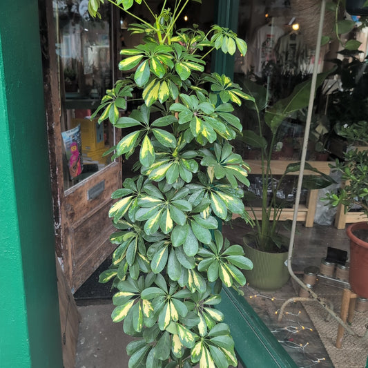 Schefflera arboricola 'Gold Capella' (Umbrella Plant)