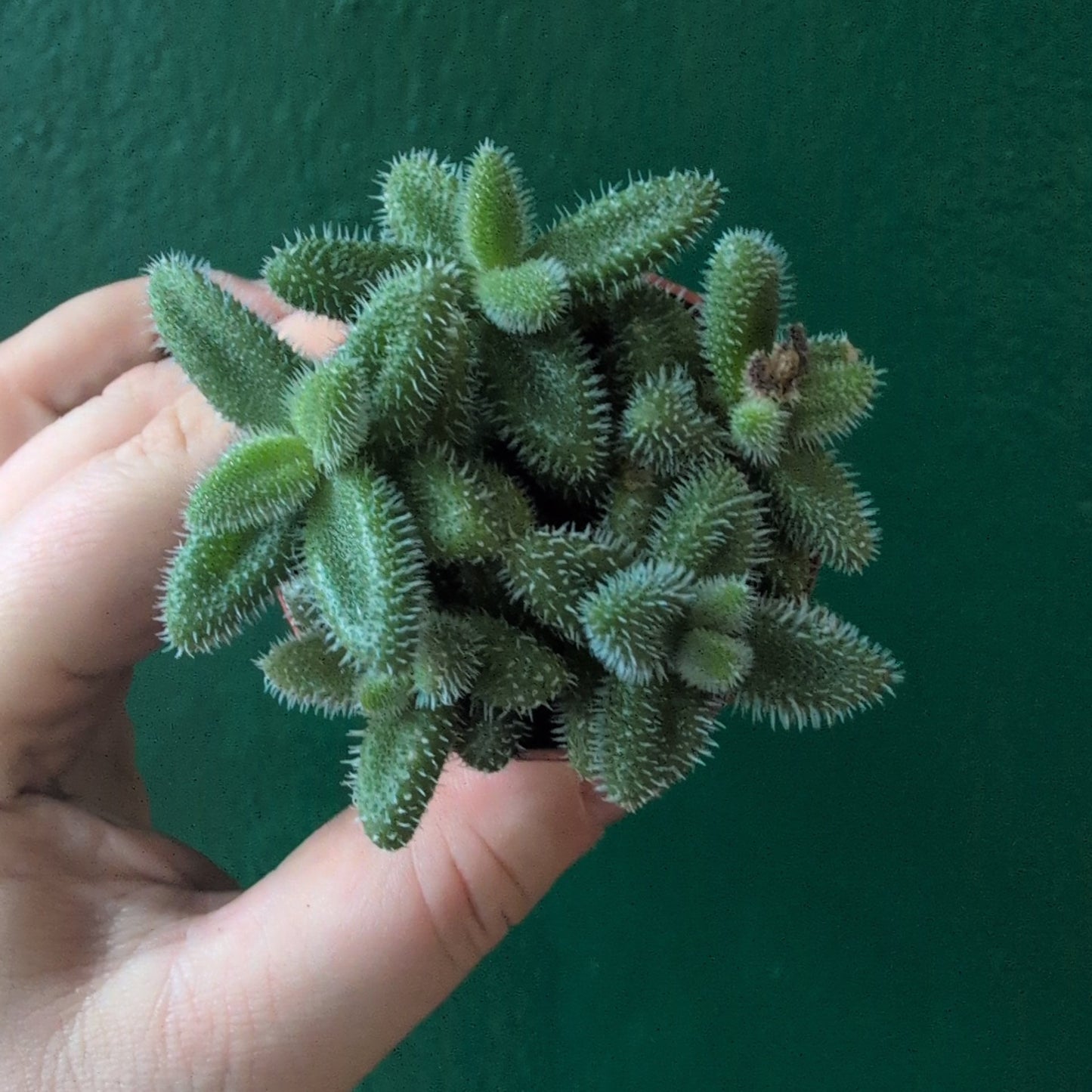 Delosperma echinatum (Pickle Plant)
