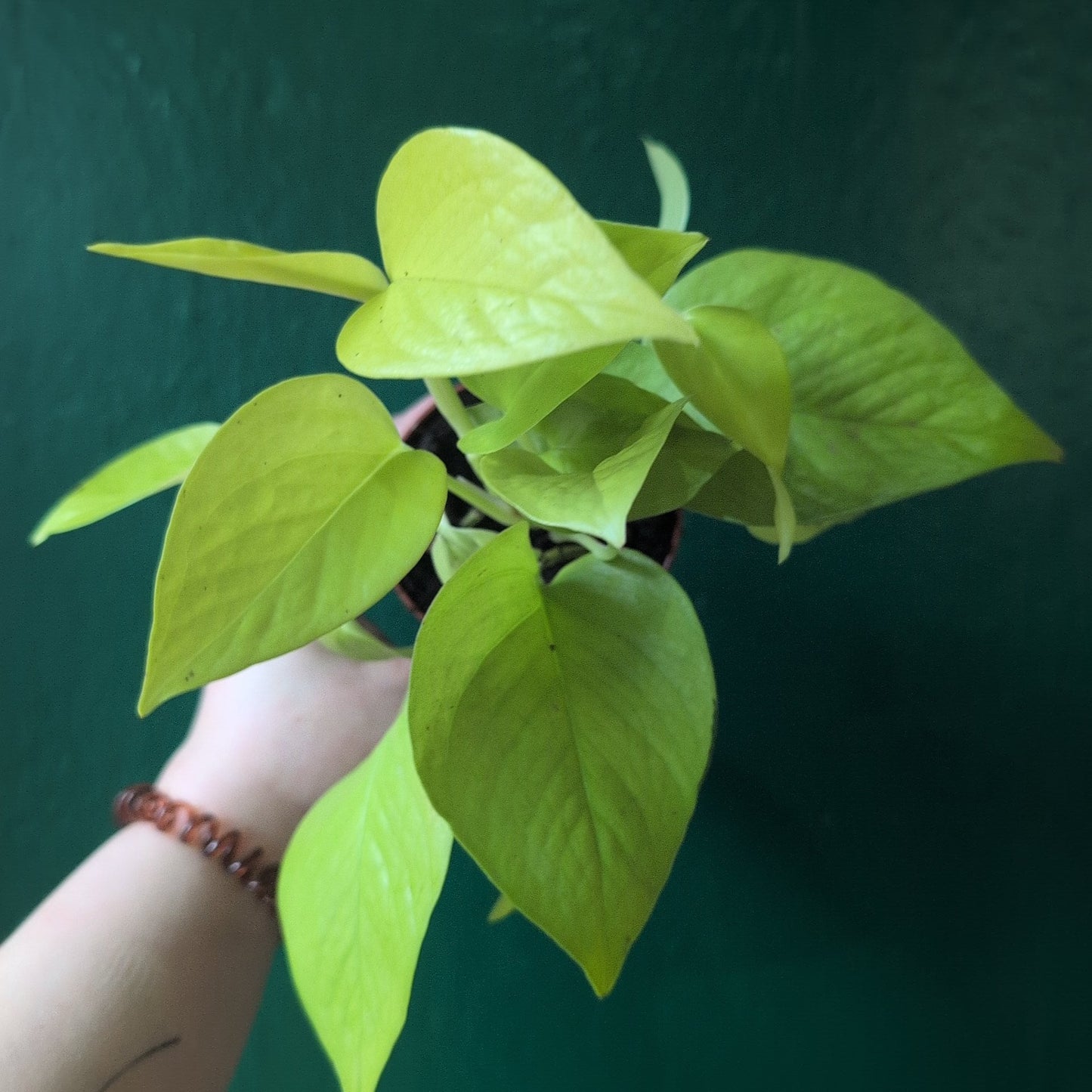 Epipremnum Aureum 'Neon' (Neon Pothos/ Devils Ivy)
