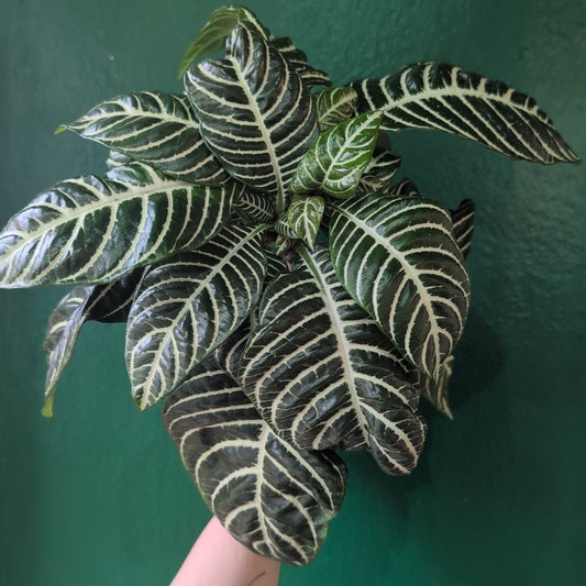 Aphelandra squarrosa 'Botanica' (Zebra plant)