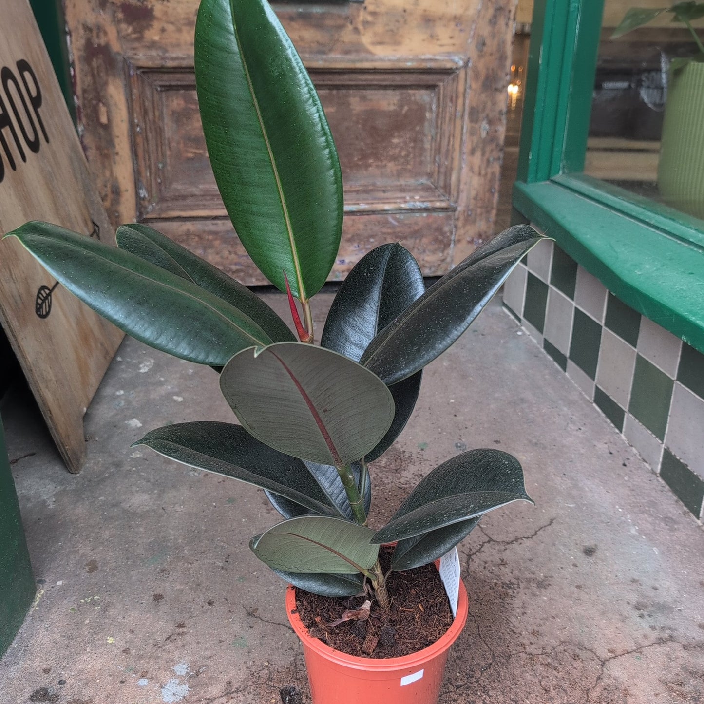 Ficus elastica (Rubber Plant) -6 varieties available