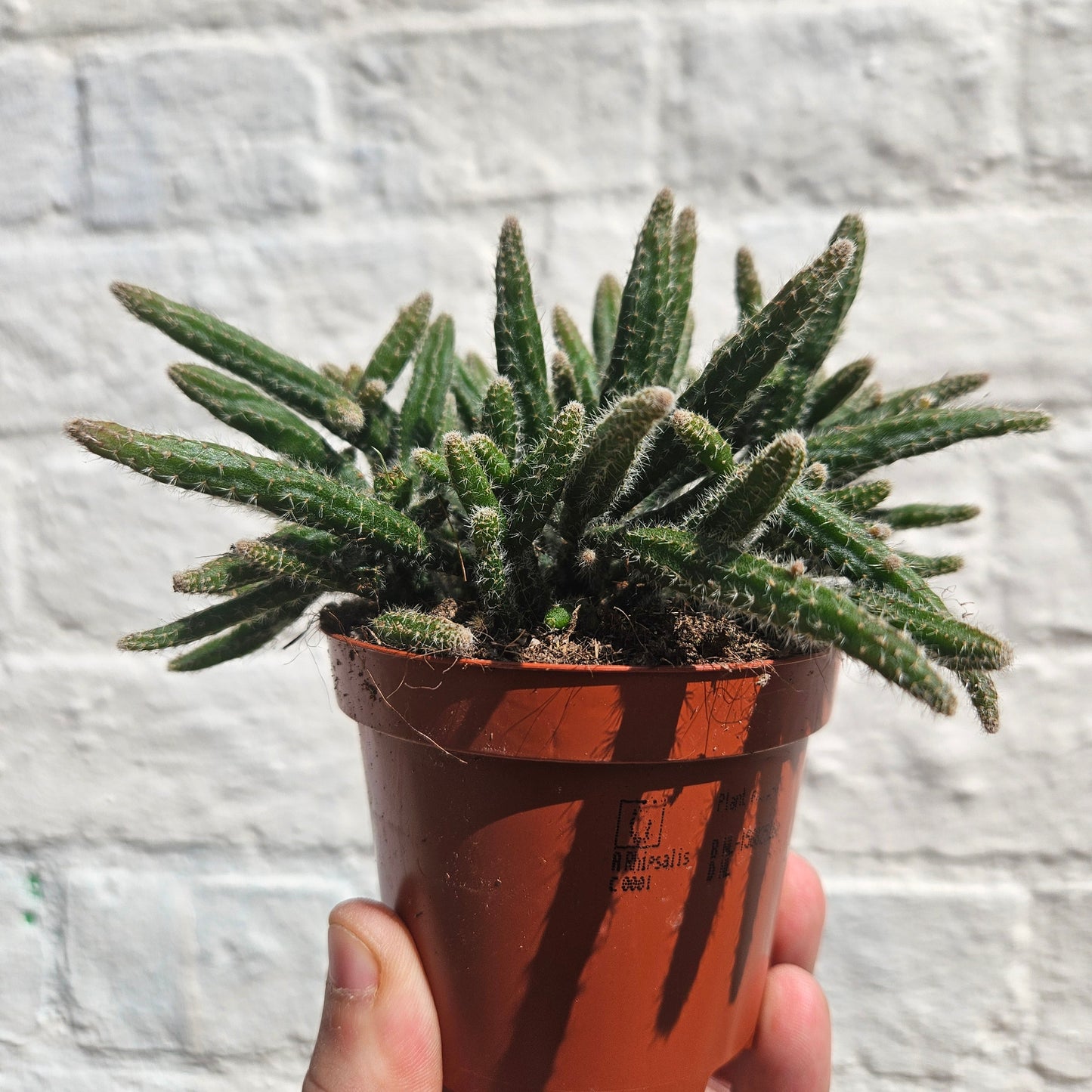 Rhipsalis baccifera 'Horrida' (Mouse Tail Cactus)