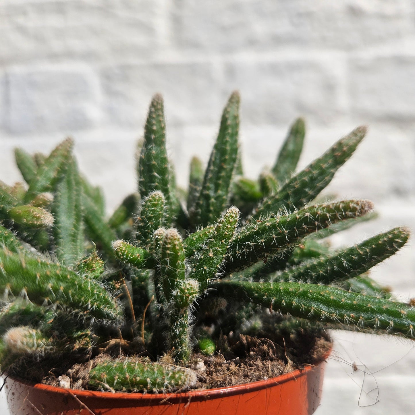 Rhipsalis baccifera 'Horrida' (Mouse Tail Cactus)