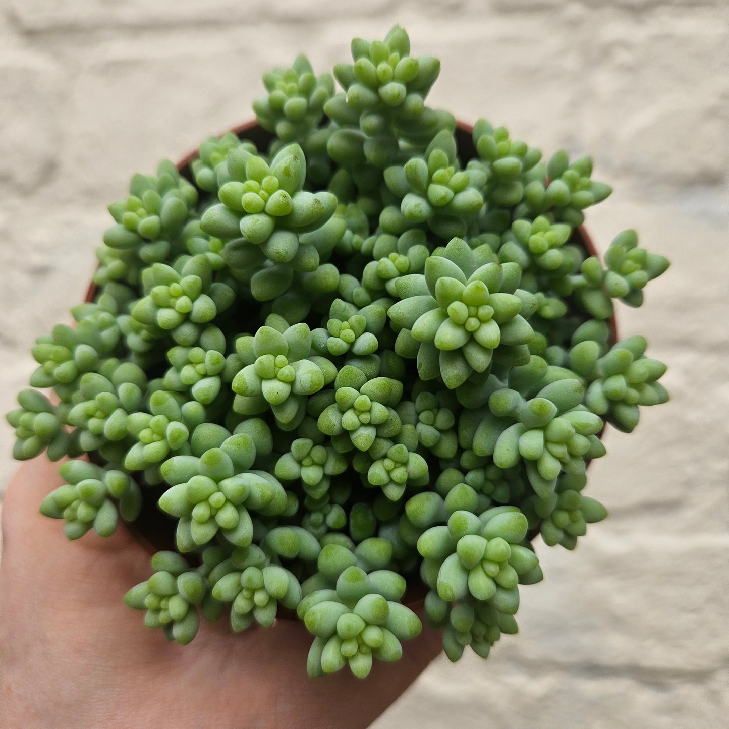 Sedum morganianum 'Burrito' (Burros Tail / Donkey Tail) Various sizes