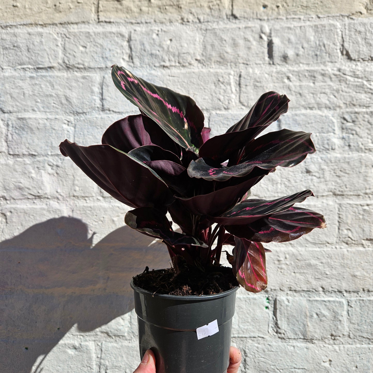 Calathea roseopicta 'Dottie' (Prayer Plant)