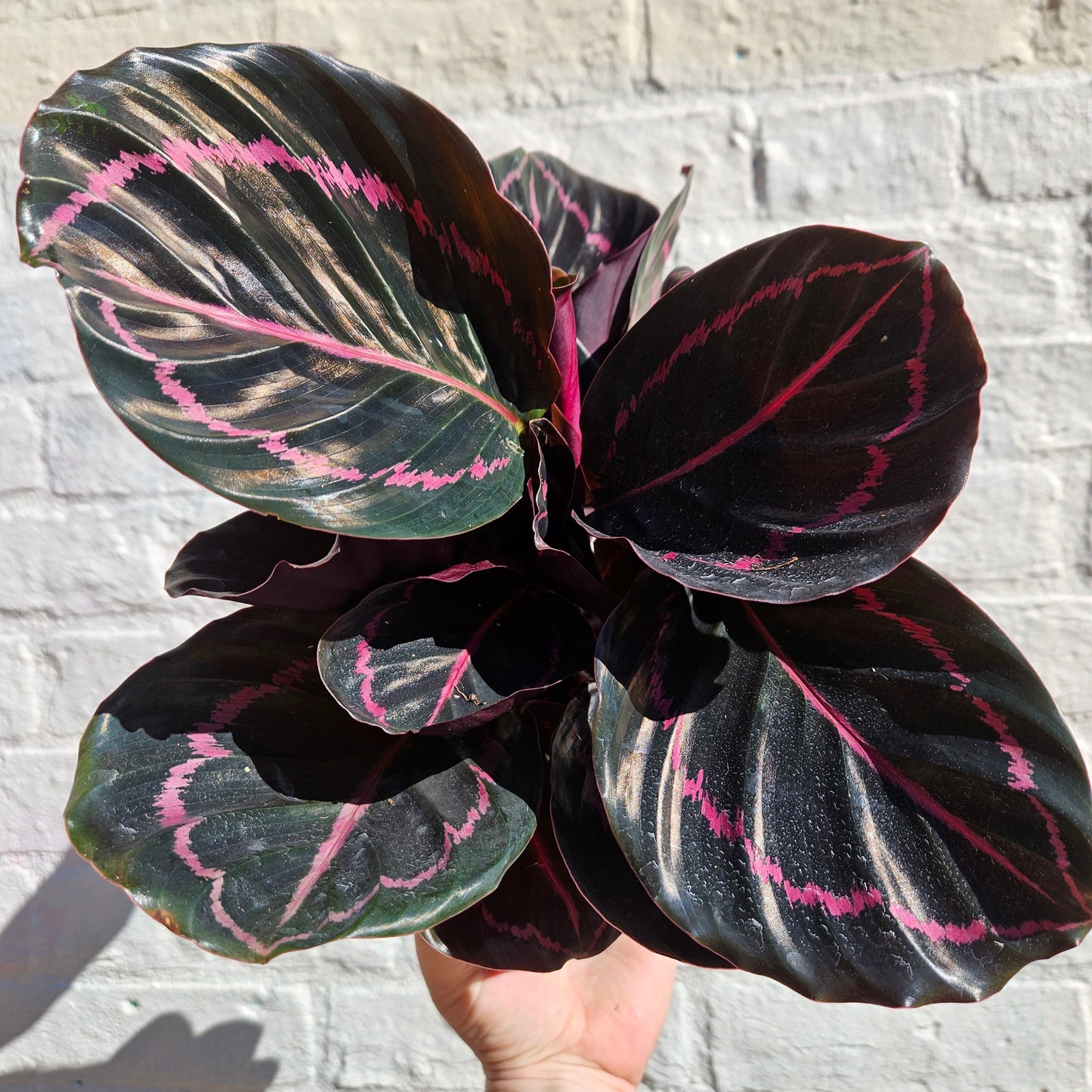 Calathea roseopicta 'Dottie' (Prayer Plant)