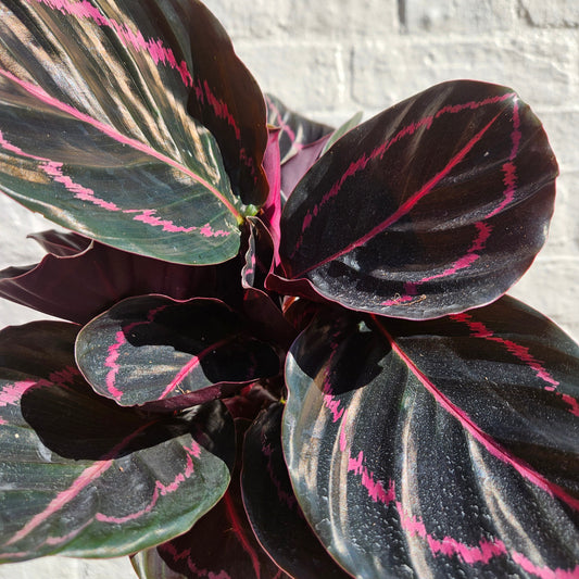 Calathea roseopicta 'Dottie' (Prayer Plant)